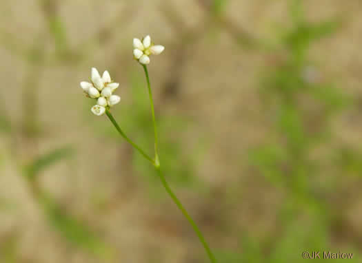 image of Persicaria sagittata, Arrowleaf Tearthumb, Arrowvine, Scratch-grass