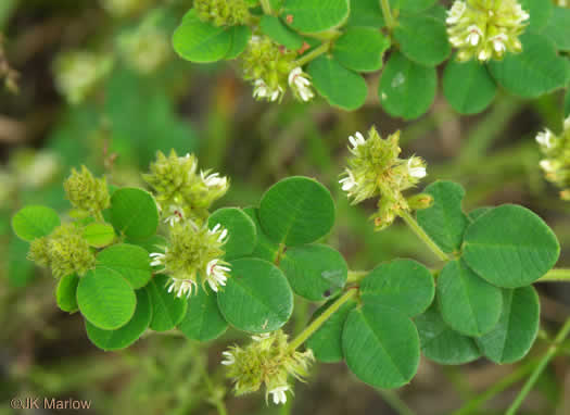 image of Lespedeza hirta +, Hairy Bush-clover, Hairy Lespedeza, Silvery Lespedeza