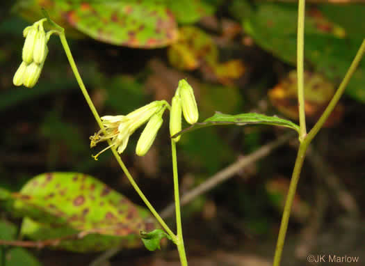 image of Nabalus trifoliolatus, Gall-of-the-earth, Three-leaved Rattlesnake-root