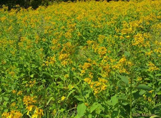 image of Verbesina occidentalis, Southern Crownbeard, Yellow Crownbeard