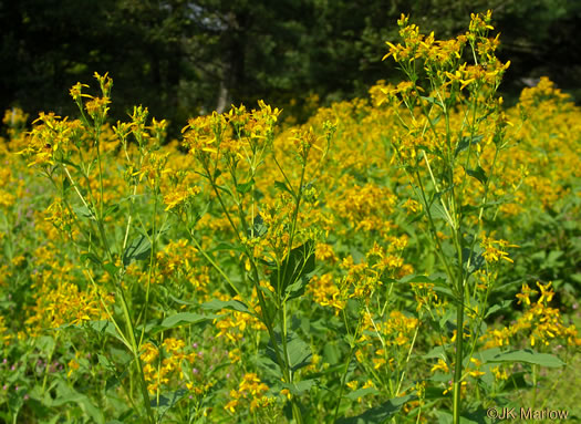 image of Verbesina occidentalis, Southern Crownbeard, Yellow Crownbeard