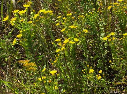 image of Chrysopsis mariana, Maryland Goldenaster