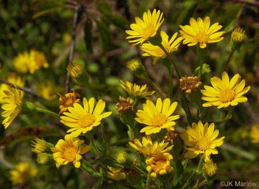 image of Chrysopsis mariana, Maryland Goldenaster