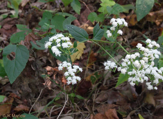 image of Ageratina aromatica, Small-leaved White Snakeroot, Aromatic Snakeroot, Wild-hoarhound, Small White Snakeroot
