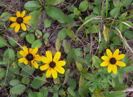 image of Rudbeckia fulgida, Common Eastern Coneflower, Orange Coneflower