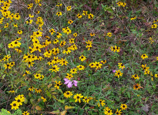 image of Rudbeckia fulgida, Common Eastern Coneflower, Orange Coneflower