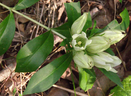 image of Gentiana villosa, Striped Gentian