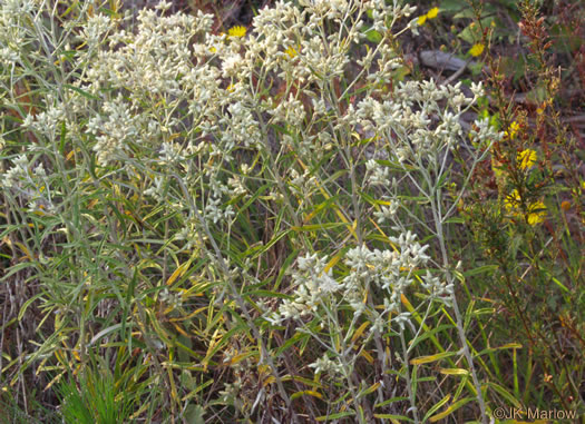 image of Pseudognaphalium obtusifolium, Fragrant Rabbit-tobacco, Eastern Rabbit-tobacco, Sweet Everlasting, Catfoot