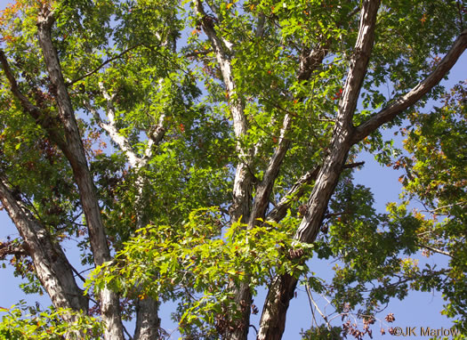 image of Quercus alba, White Oak