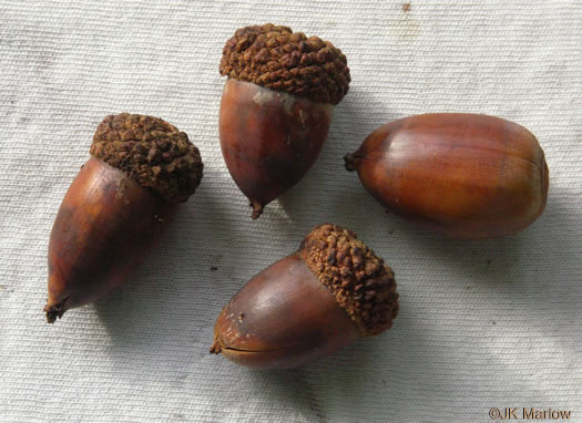 image of Quercus alba, White Oak