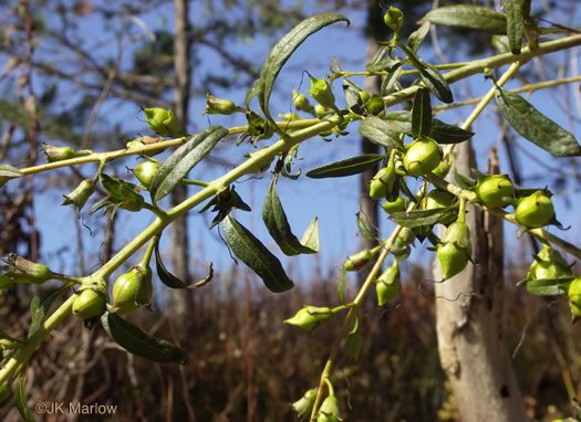 image of Aureolaria flava, Smooth False Foxglove, Smooth Oak-leach, Smooth Yellow False Foxglove