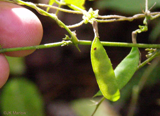 image of Amphicarpaea bracteata +, American Hog-peanut