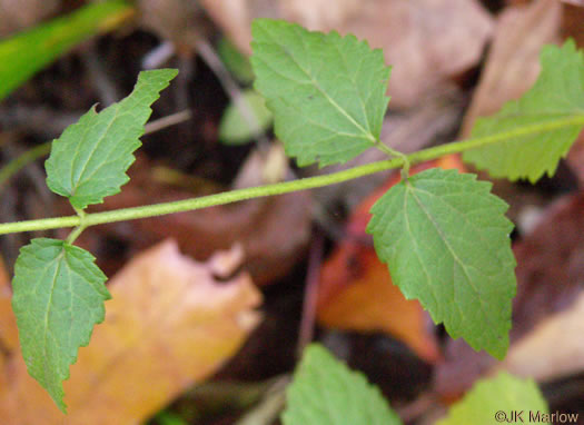 Ageratina aromatica, Small-leaved White Snakeroot, Aromatic Snakeroot, Wild-hoarhound, Small White Snakeroot