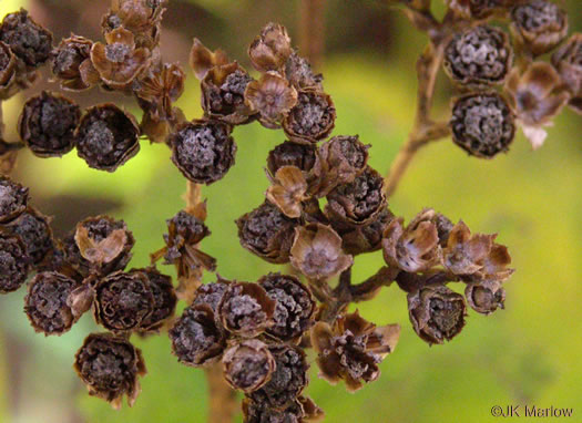 image of Parthenium integrifolium var. integrifolium, Common Wild Quinine