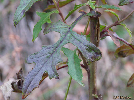 image of Nabalus serpentaria, Lion's-foot Rattlesnake-root, Gall-of-the-Earth