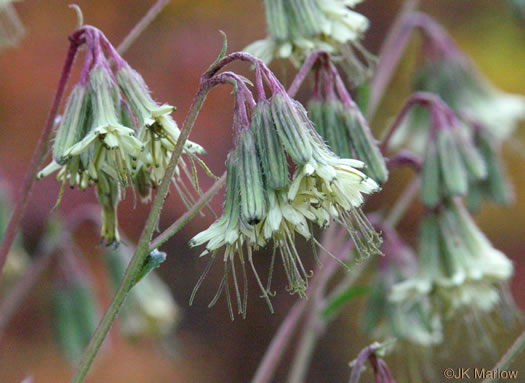 image of Nabalus serpentaria, Lion's-foot Rattlesnake-root, Gall-of-the-Earth