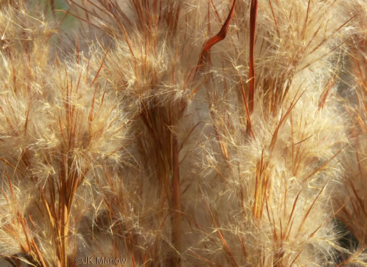 Maritime Bushy Bluestem (Andropogon tenuispatheus)