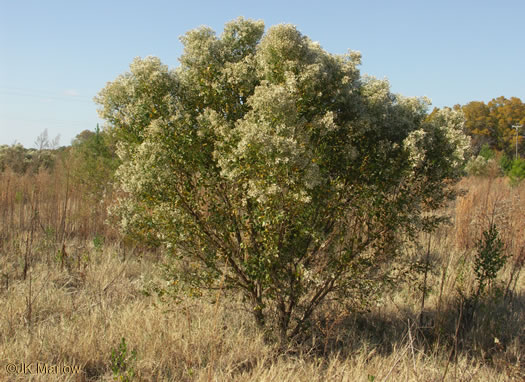 image of Baccharis halimifolia, Silverling, Groundsel-tree, Consumption-weed, Sea-myrtle