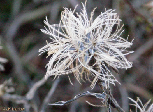 image of Liatris squarrosa var. squarrosa, Scaly Blazing-star, Squarrose Gayfeather, Longbracted Blazing-star