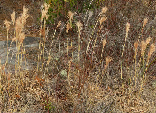 image of Andropogon glomeratus, Common Bushy Bluestem, Bushy Beardgrass, Bog Broomsedge, Clustered Bluestem