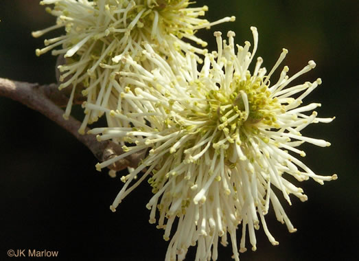 Coastal Witch-alder