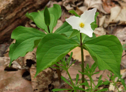 image of Trillium grandiflorum, Large-flowered Trillium, Great White Trillium, White Wake-robin, Showy Wake-robin