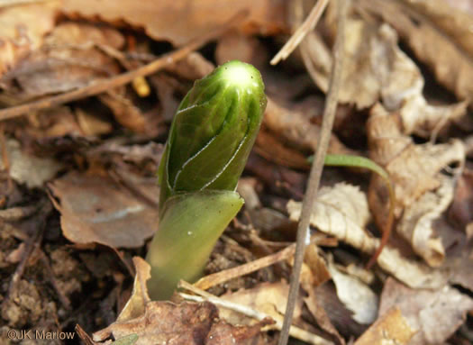 image of Podophyllum peltatum, May-apple, American Mandrake