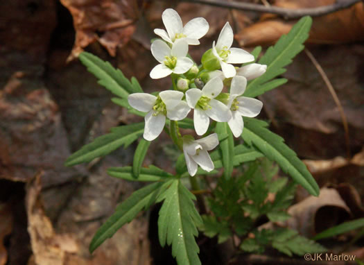 flower of Cardamine concatenata, Cutleaf Toothwort