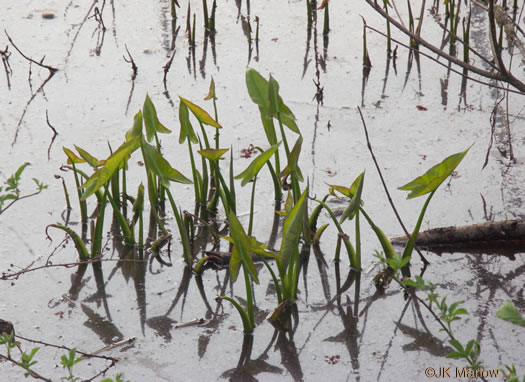 image of Peltandra virginica, Green Arrow-arum, Tuckahoe