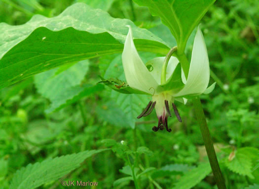 image of Trillium rugelii, Southern Nodding Trillium