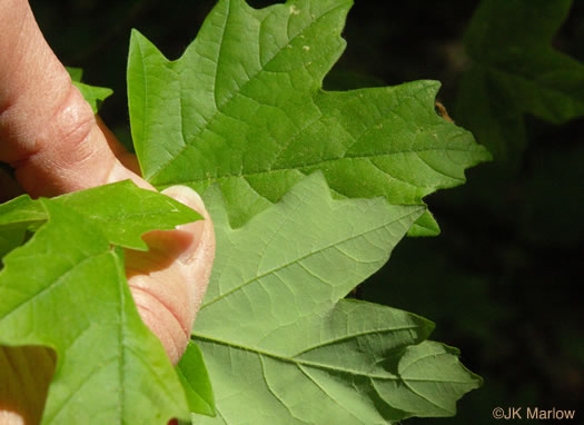 Acer floridanum, Southern Sugar Maple, Florida Maple