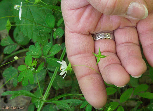 image of Enemion biternatum, False Rue-anemone, Isopyrum