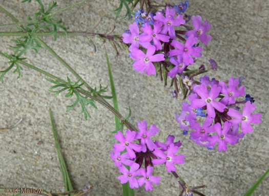 image of Glandularia aristigera, Moss Vervain, South American Vervain, Moss Verbena