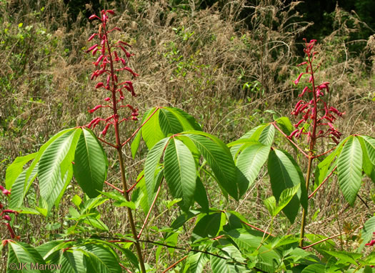 Red Buckeye