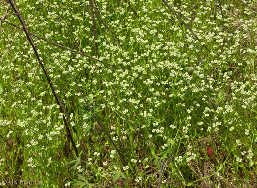 image of Valerianella radiata, Beaked Cornsalad