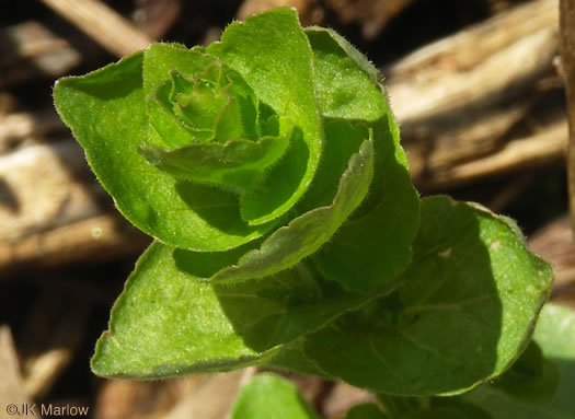 image of Triodanis perfoliata, Clasping Venus's Looking-glass