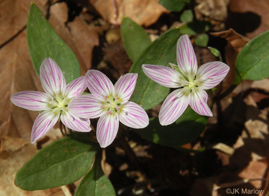 image of Claytonia caroliniana, Carolina Spring-beauty