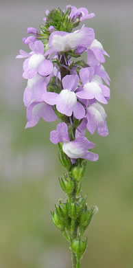 image of Linaria canadensis, Oldfield Toadflax, Common Toadflax, Canada Toadflax