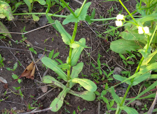 image of Valerianella radiata, Beaked Cornsalad