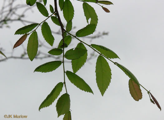 image of Ulmus alata, Winged Elm