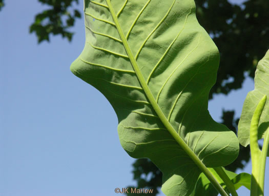 image of Magnolia macrophylla, Bigleaf Magnolia, Large-leaved Magnolia, Umbrella Tree