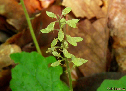 Tiarella cordifolia, Heartleaf Foamflower