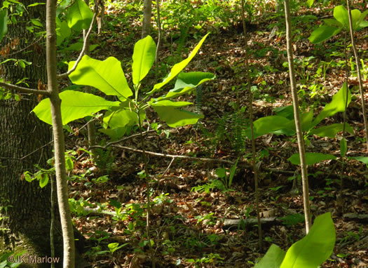 image of Magnolia macrophylla, Bigleaf Magnolia, Large-leaved Magnolia, Umbrella Tree