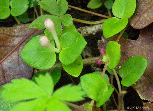 image of Mitchella repens, Partridgeberry, Twinflower