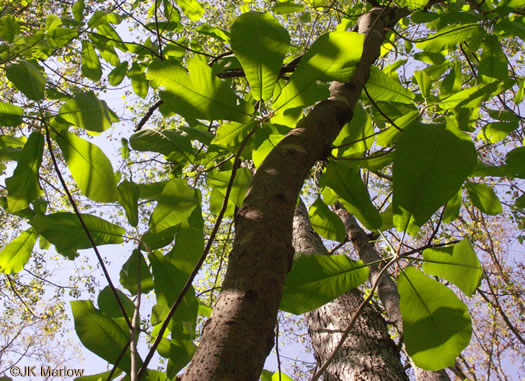 image of Magnolia macrophylla, Bigleaf Magnolia, Large-leaved Magnolia, Umbrella Tree