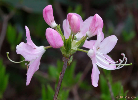 image of Rhododendron vaseyi, Pinkshell Azalea
