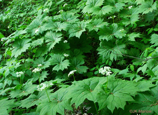 image of Diphylleia cymosa, Umbrella-leaf, Pixie-parasol