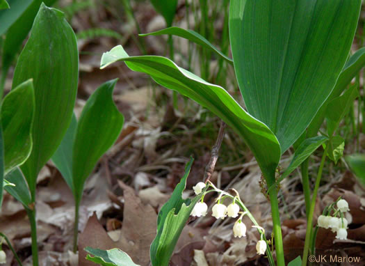 image of Convallaria pseudomajalis, American Lily-of-the-valley