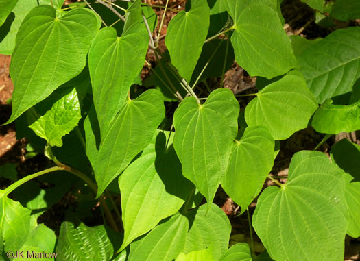 NameThatPlant net: Dioscorea quaternata