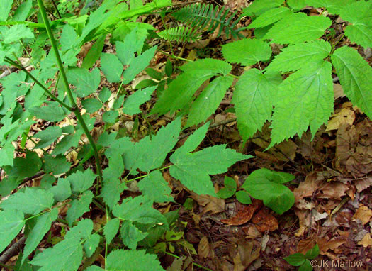 image of Actaea racemosa, Common Black Cohosh, Early Black Cohosh, Black Snakeroot, black bugbane